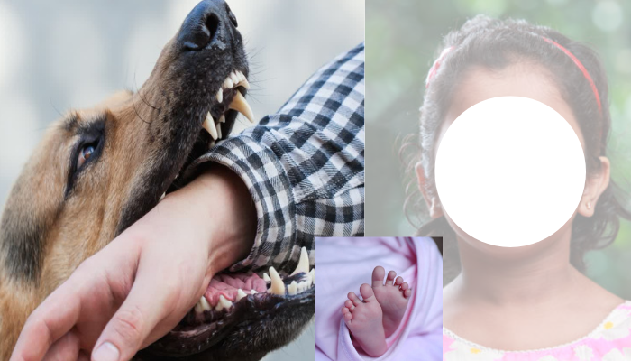Read more about the article Stray Dog Bite Death | தெருநாய் கடி சோகம்! சிறுமி பலி!