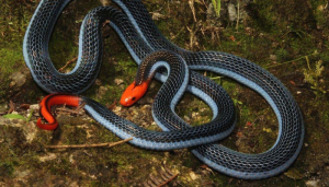 Read more about the article World’s Deadliest Snakes |டாப் 7 மிகக்கொடிய பாம்புகள்!