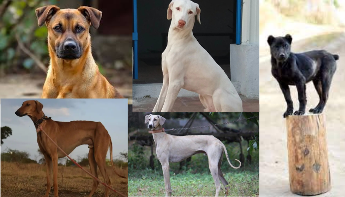 Read more about the article Indian Dog Breeds |இந்திய பெருமை-இந்த நாய் இனங்கள்