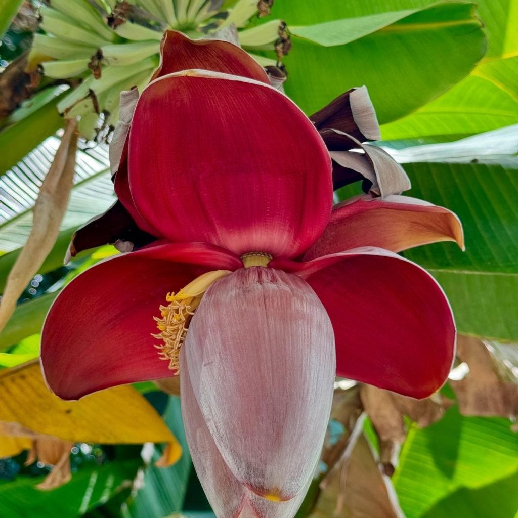 Banana Flower