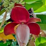 banana flower