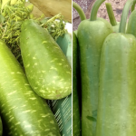 Bottle gourd