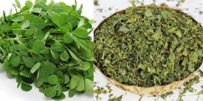 Fenugreek leaves