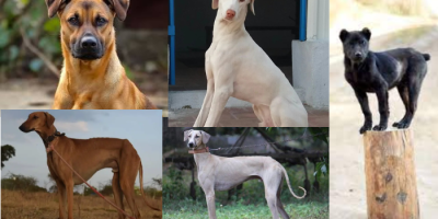 Indian Dog Breeds