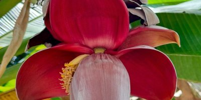banana flower