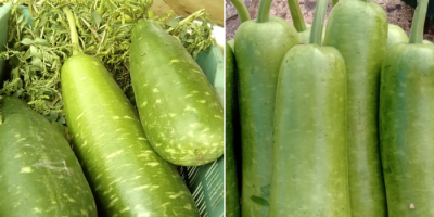 Bottle gourd